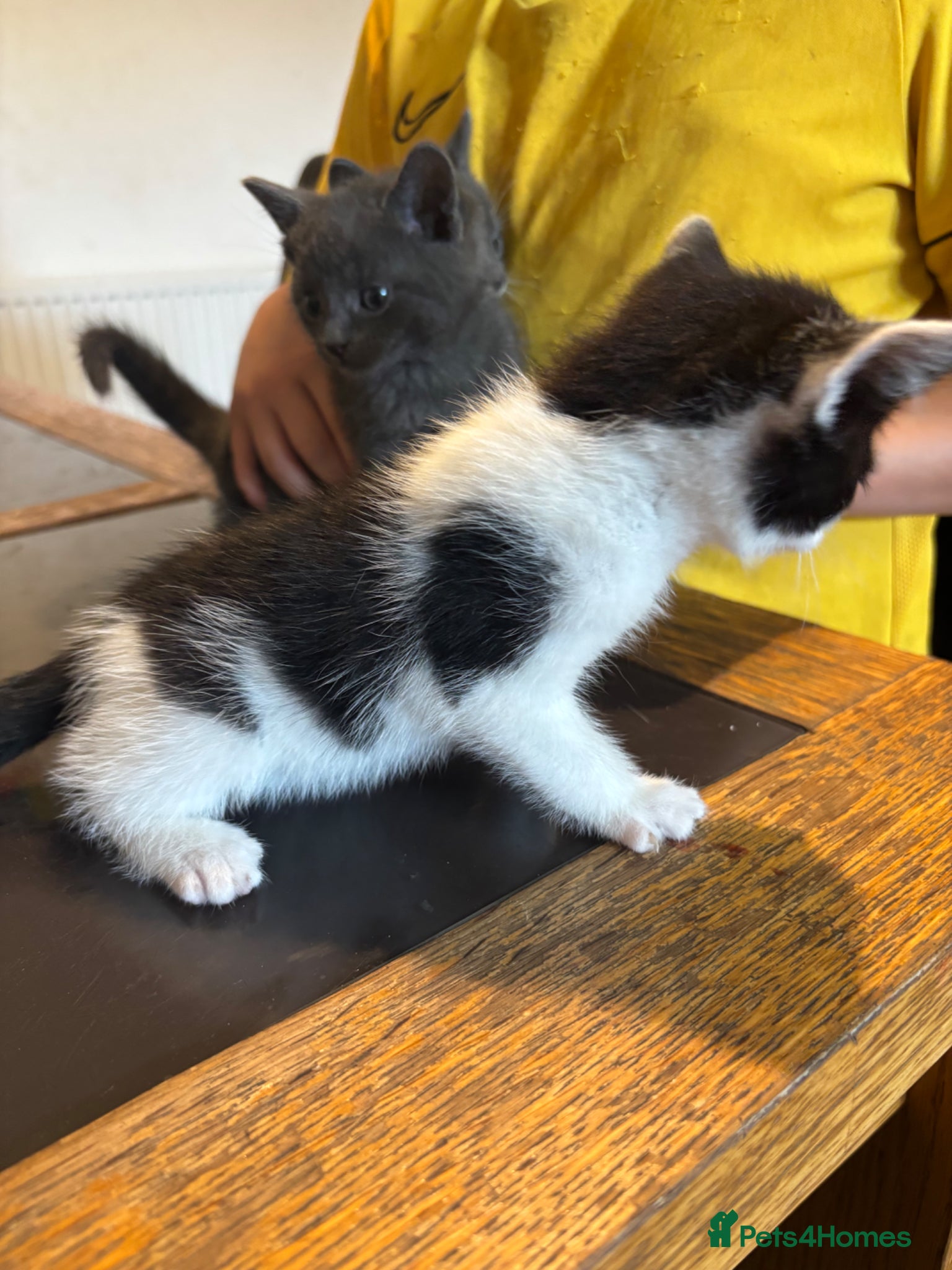 British Shorthair cats for sale: Kittens for sale  - Advert 4