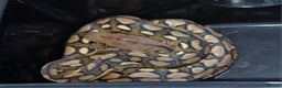 Python Snake reptiles for sale: Malayan Pythons Female - Advert 2