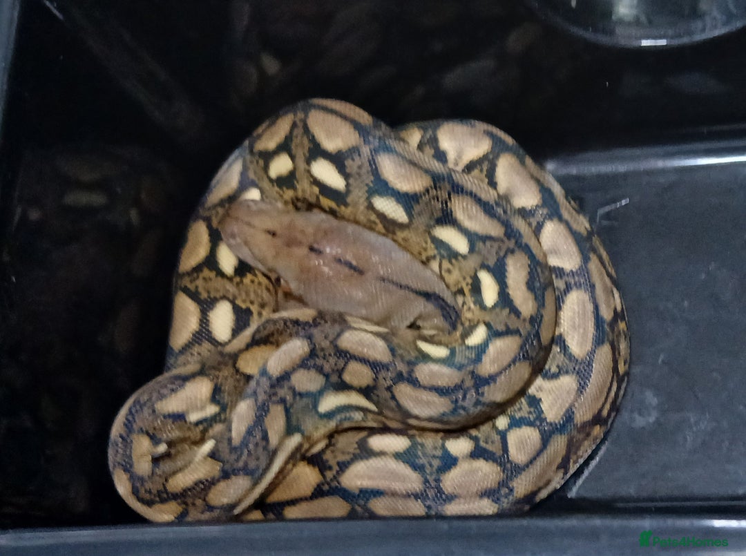 Python Snake reptiles for sale: Malayan Pythons Female - Advert 2