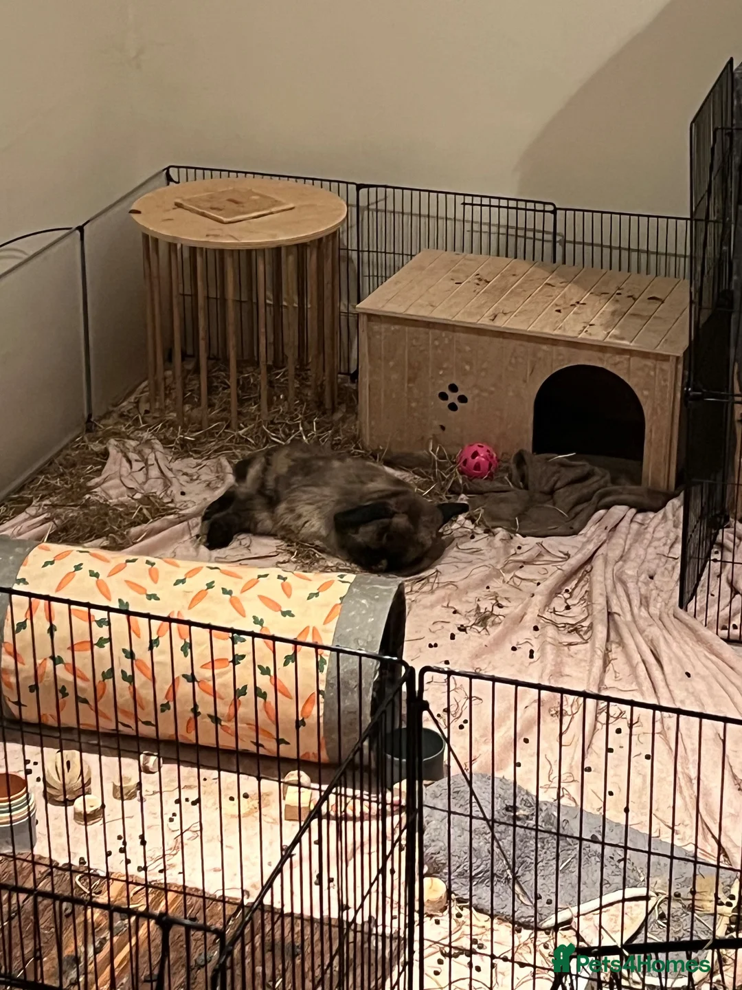 Mixed Breed rodents for sale: Boyce mini lop in Duns - Advert 6