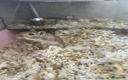 Gerbil rodents for sale: 2 x beautiful gerbils  - Image 2