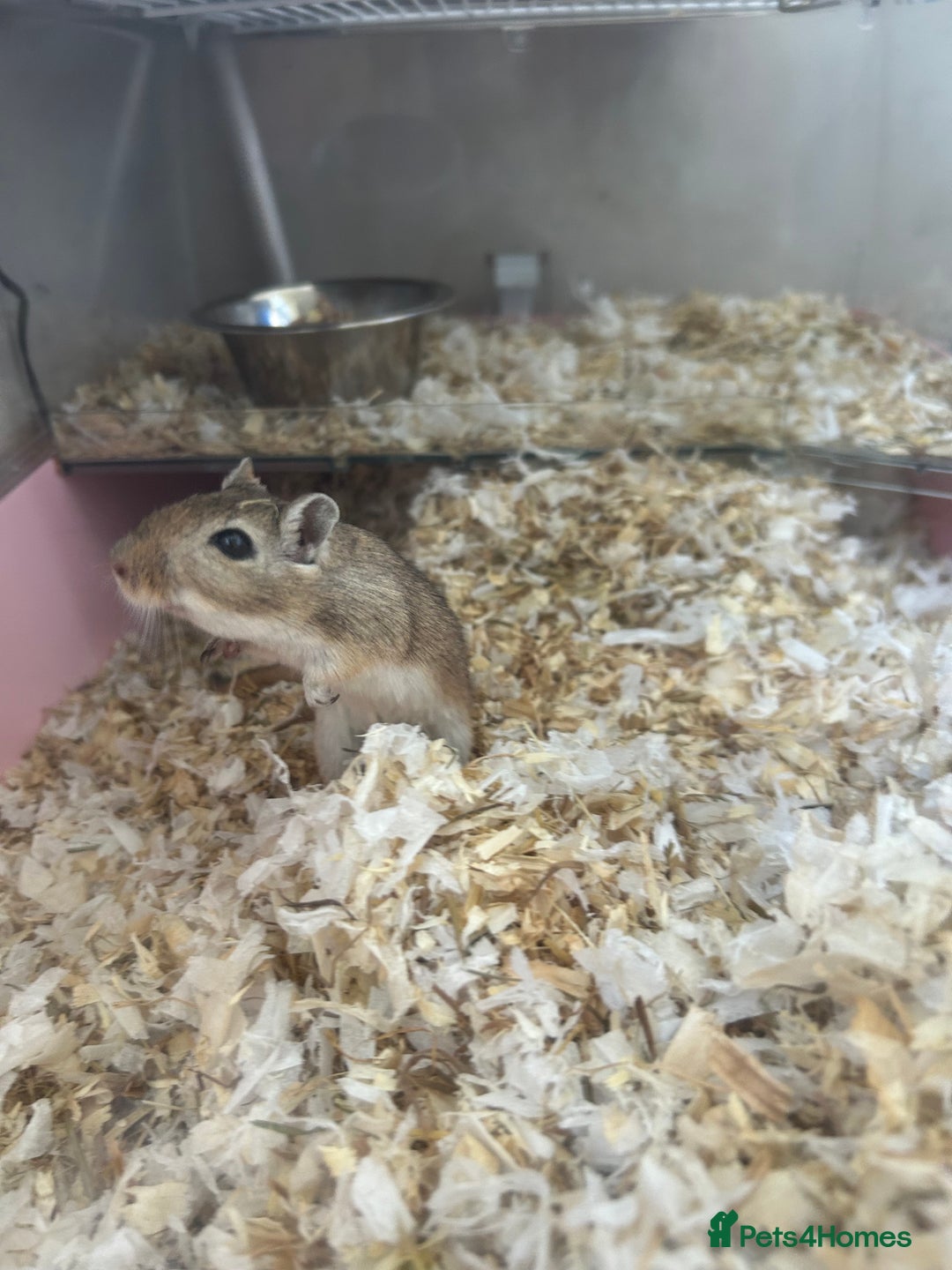 Gerbil rodents for sale: 2 x beautiful gerbils  - Image 2