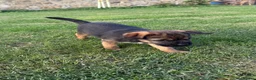 Border Terrier dogs for sale: 🧡Fabulous KC SLEM Clear Border Terriers - Advert 6