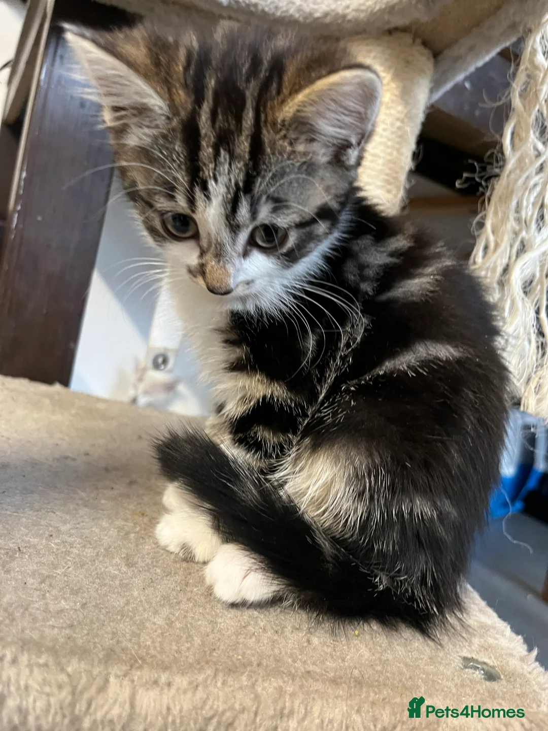 Mixed Breed cats for sale: 🐾 Stunning Mixed Breed Female Kitten Available 🐾 - Advert 3