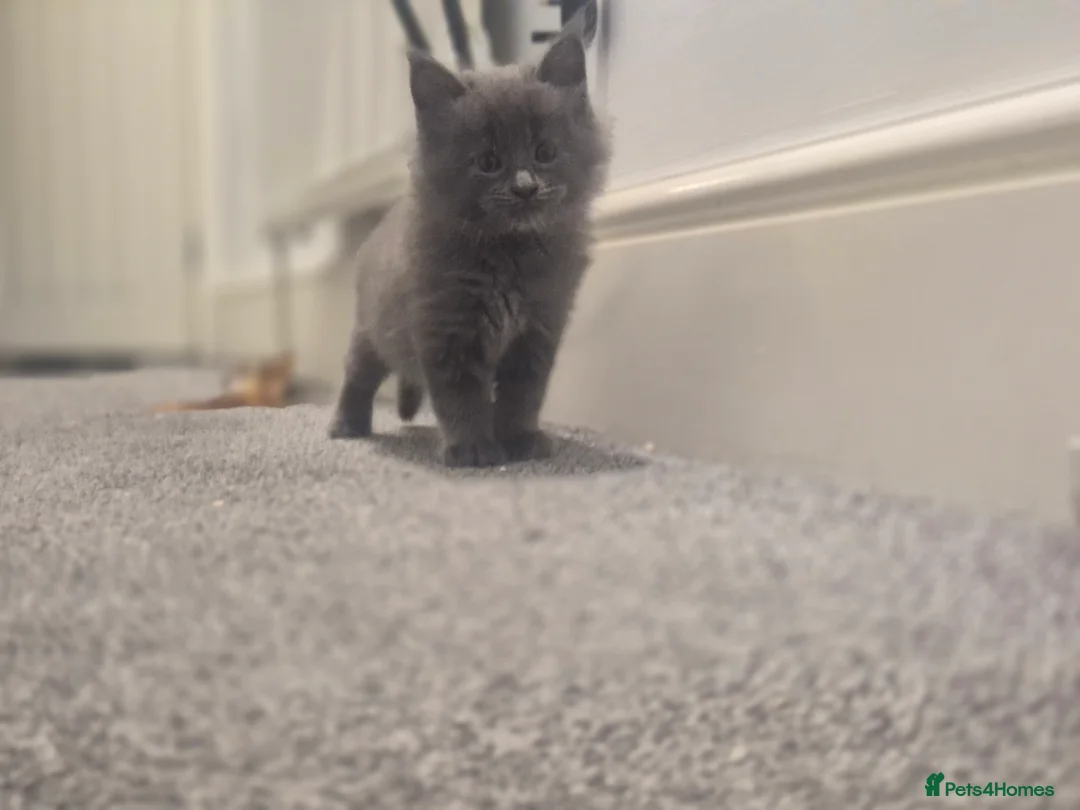 Maine Coon cats for sale: 5 beautiful maine coons left  - Advert 7