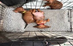 Dachshund dogs for sale: Ready now! Dachshund puppy/sausage dog 1 girl left - Image 10