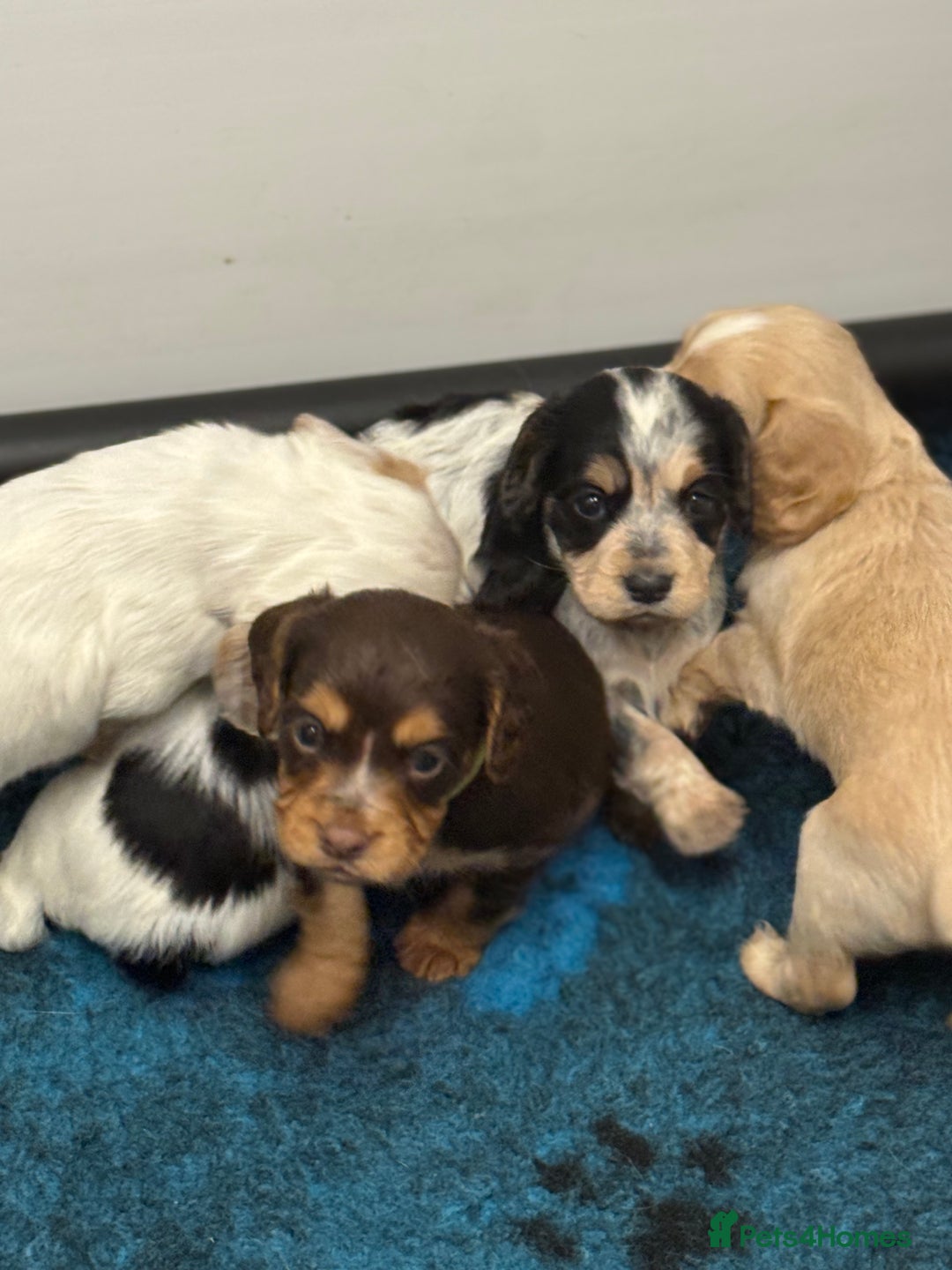 Cocker Spaniel dogs for sale: READY FOR NEW HOMES CAN LEAVE homes health tested  - Image 1