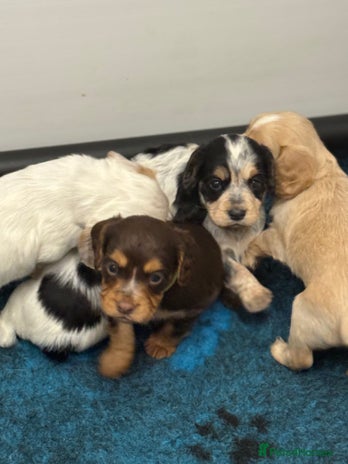 Cocker Spaniel dogs - Advert 14