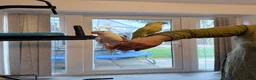 Ringnecks birds for sale: Beautiful Indian ringnecks rare albino & yellow  - Advert 15