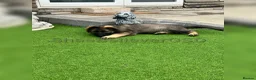German Shepherd dogs for sale: KC Reg full health tested gorgeous pups ❤️ - Advert 4