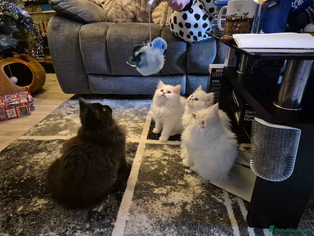 Mixed Breed cats for sale: Persian X Ragdoll Kittens Ready For Forever Homes! - Advert 8