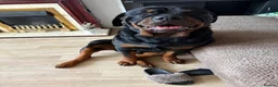 Rottweiler dogs for stud: Kc rottweiller for stud  in Sandy - Advert 7