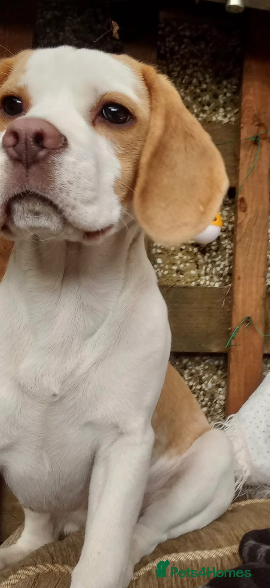 Beagle dogs for sale: Betsy - Advert 3