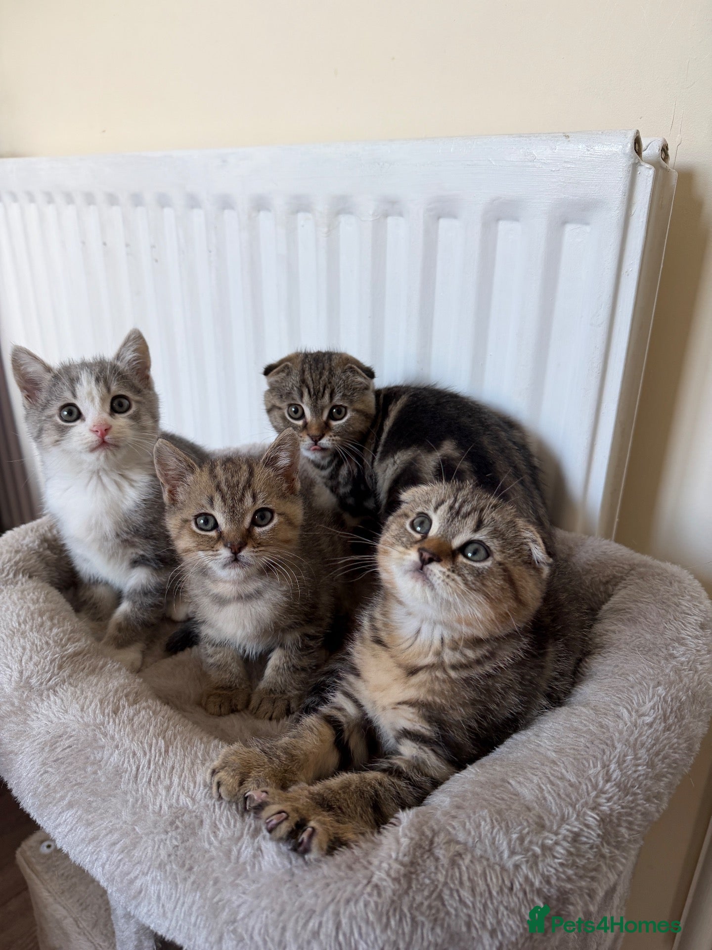 Scottish Fold cats 4 Scottish fold x Scottish straight  - Advert 17