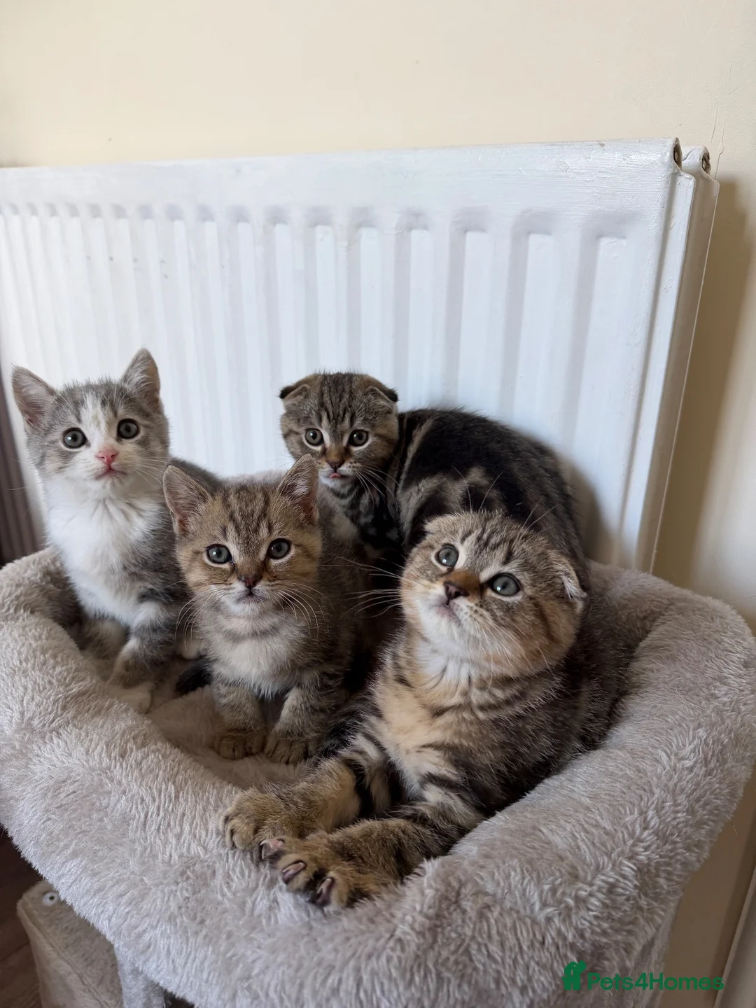 Scottish Fold cats for sale: 4 Scottish fold x Scottish straight  - Advert 1