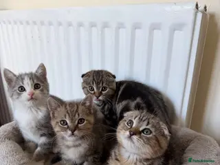 Scottish Fold cats 4 Scottish fold x Scottish straight - Advert 17