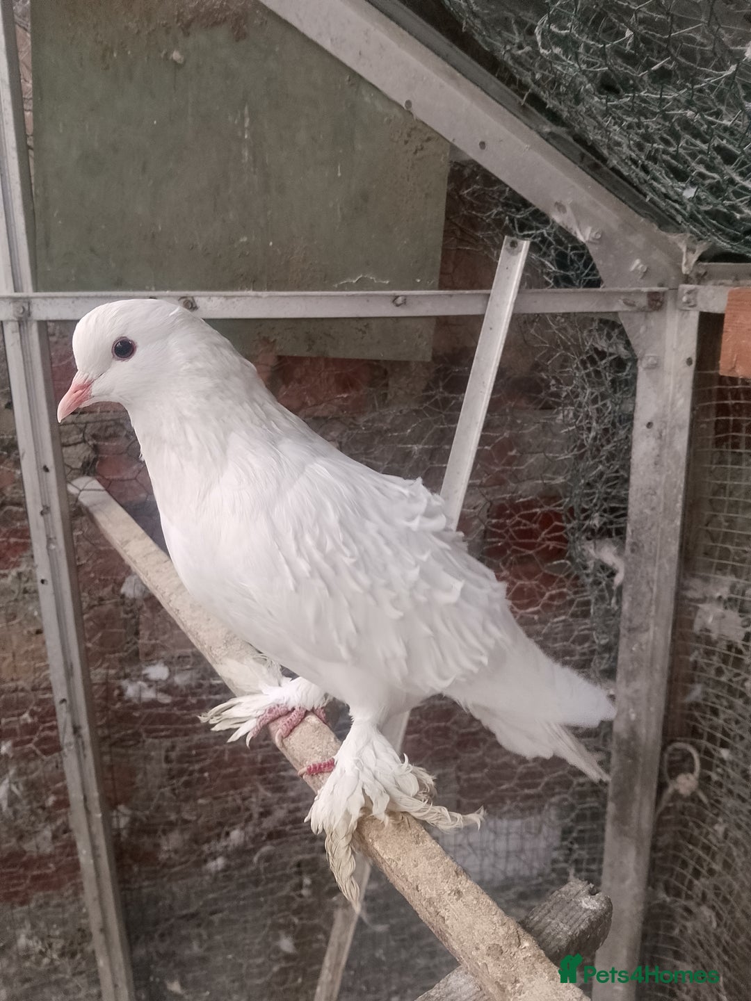 Pigeons birds for sale: Pigeon for sale - Advert 28