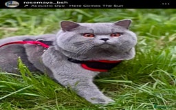 British Shorthair cats for sale: British short hair kittens for sale  - Image 8