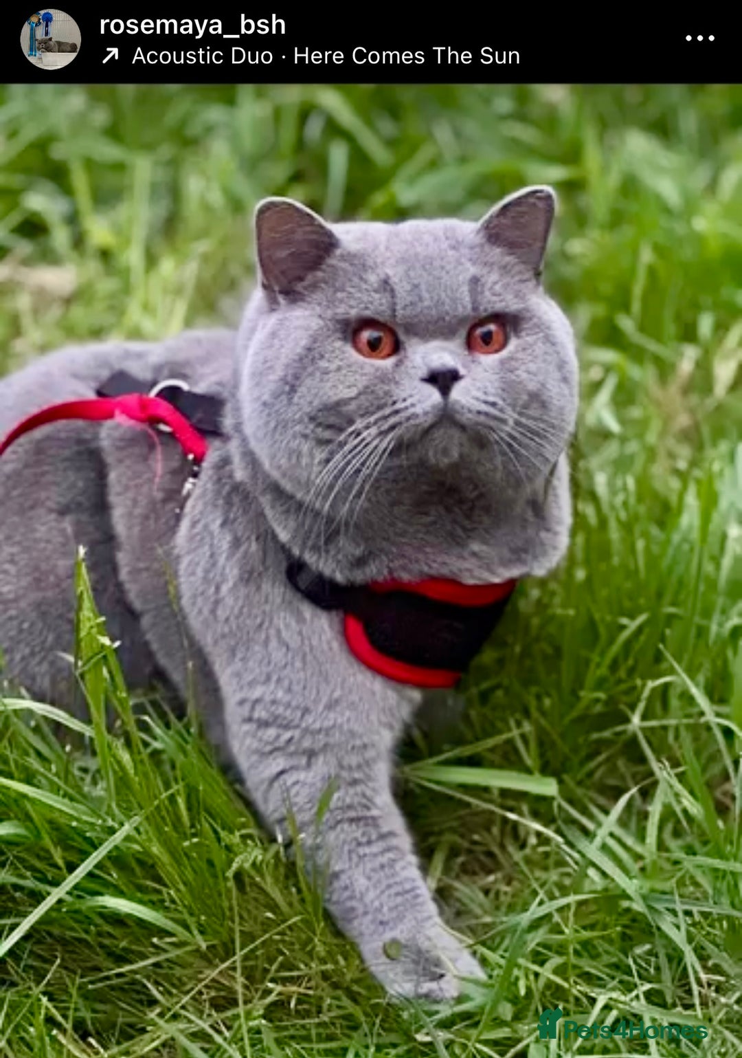 British Shorthair cats for sale: British short hair kittens for sale  - Image 8