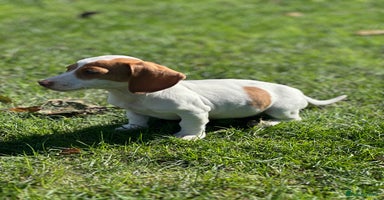 Miniature Dachshund dogs - Advert 10