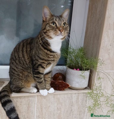 Mixed Breed cats LEO.. - Advert 13