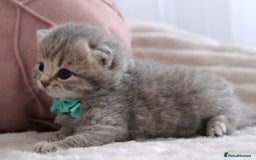 British Shorthair cats for sale: 🎄 British Shorthair - Ready 21 December - Image 12
