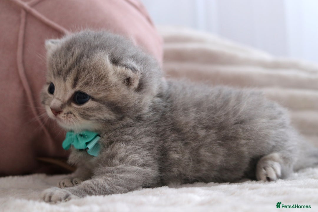 British Shorthair cats for sale: 🎄 British Shorthair - Ready 21 December - Image 12