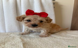 Maltipoo dogs for sale: F1 beautiful maltipoo baby’s 🩵🩷 - Image 14