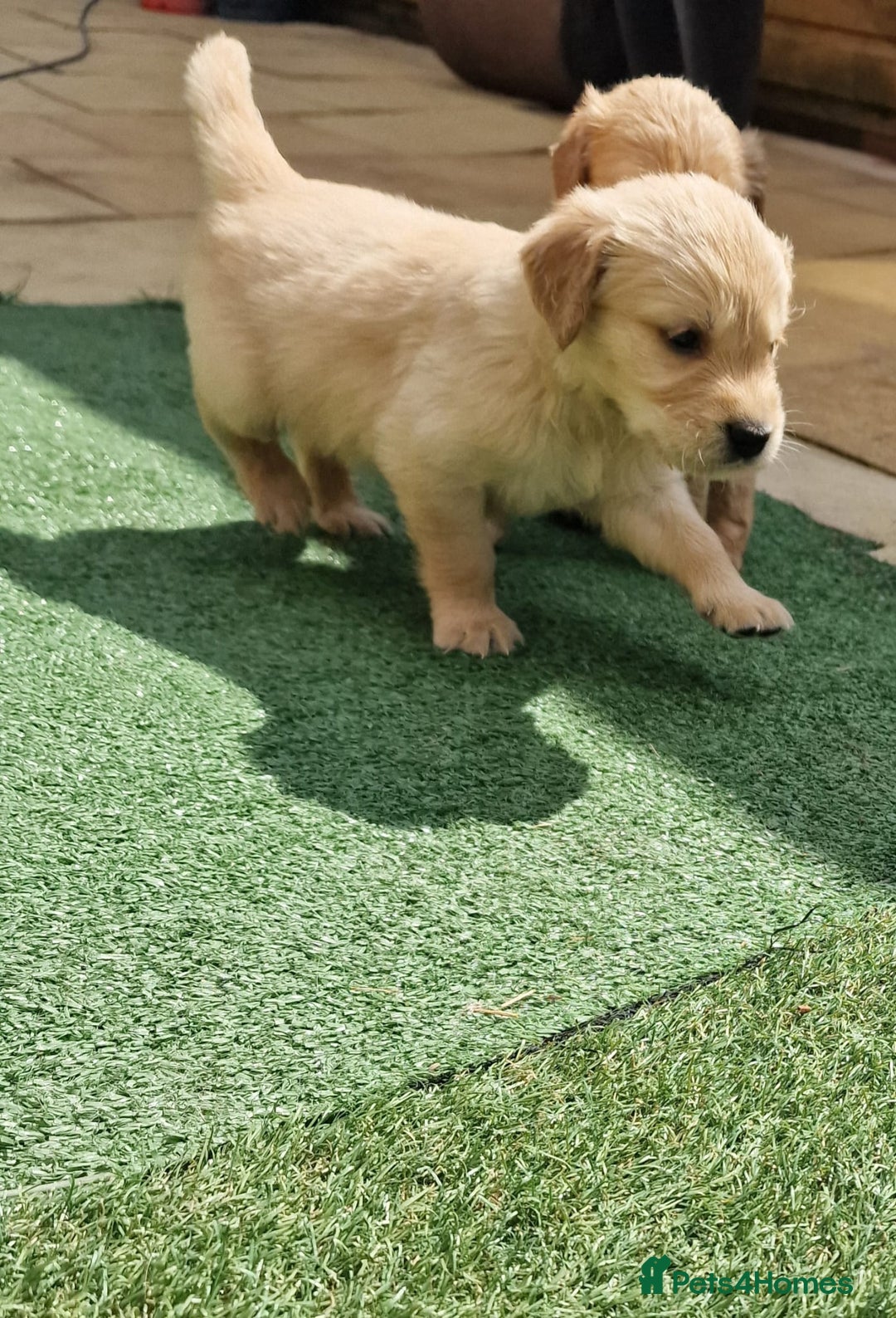 Golden Retriever dogs for sale: 10 Gorgeous Golden Retrievers 🐶❤️-Health & Hip ✅ - Image 14