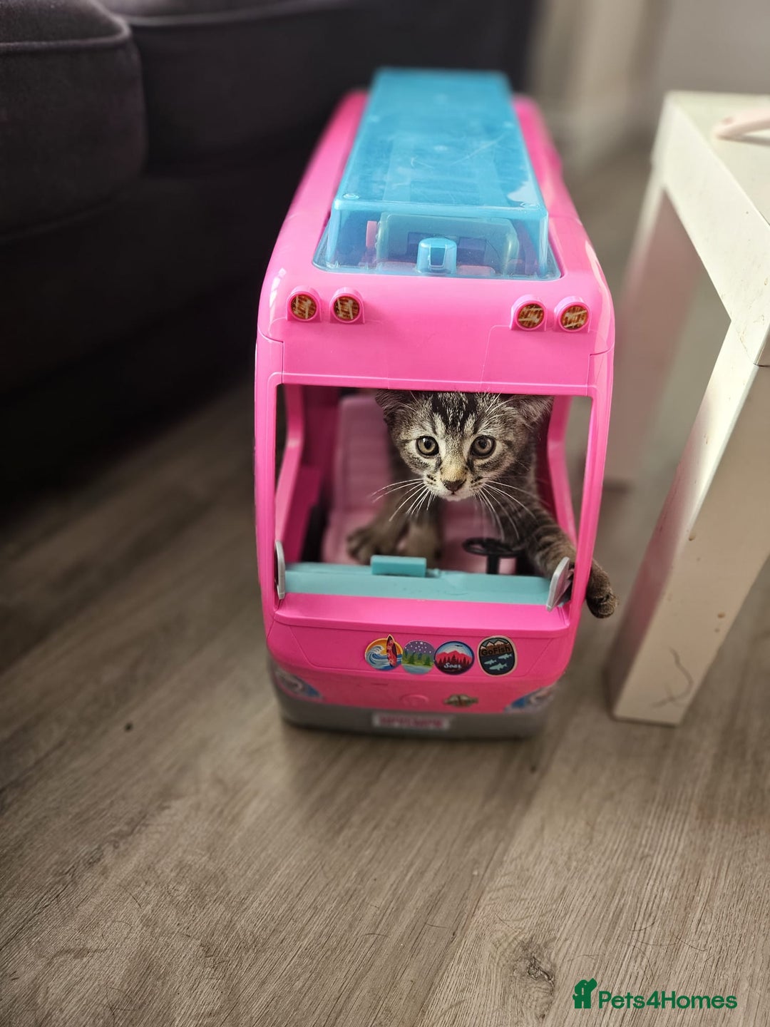 Mixed Breed cats for sale: One male kitten - Image 3