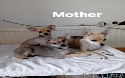 Miniature Pinscher dogs for sale: Mini pinscher for sele  - Image 16