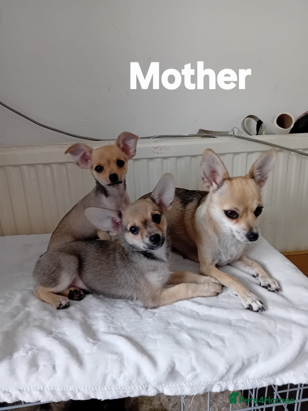 Miniature Pinscher dogs for sale: Mini pinscher for sele  - Image 16