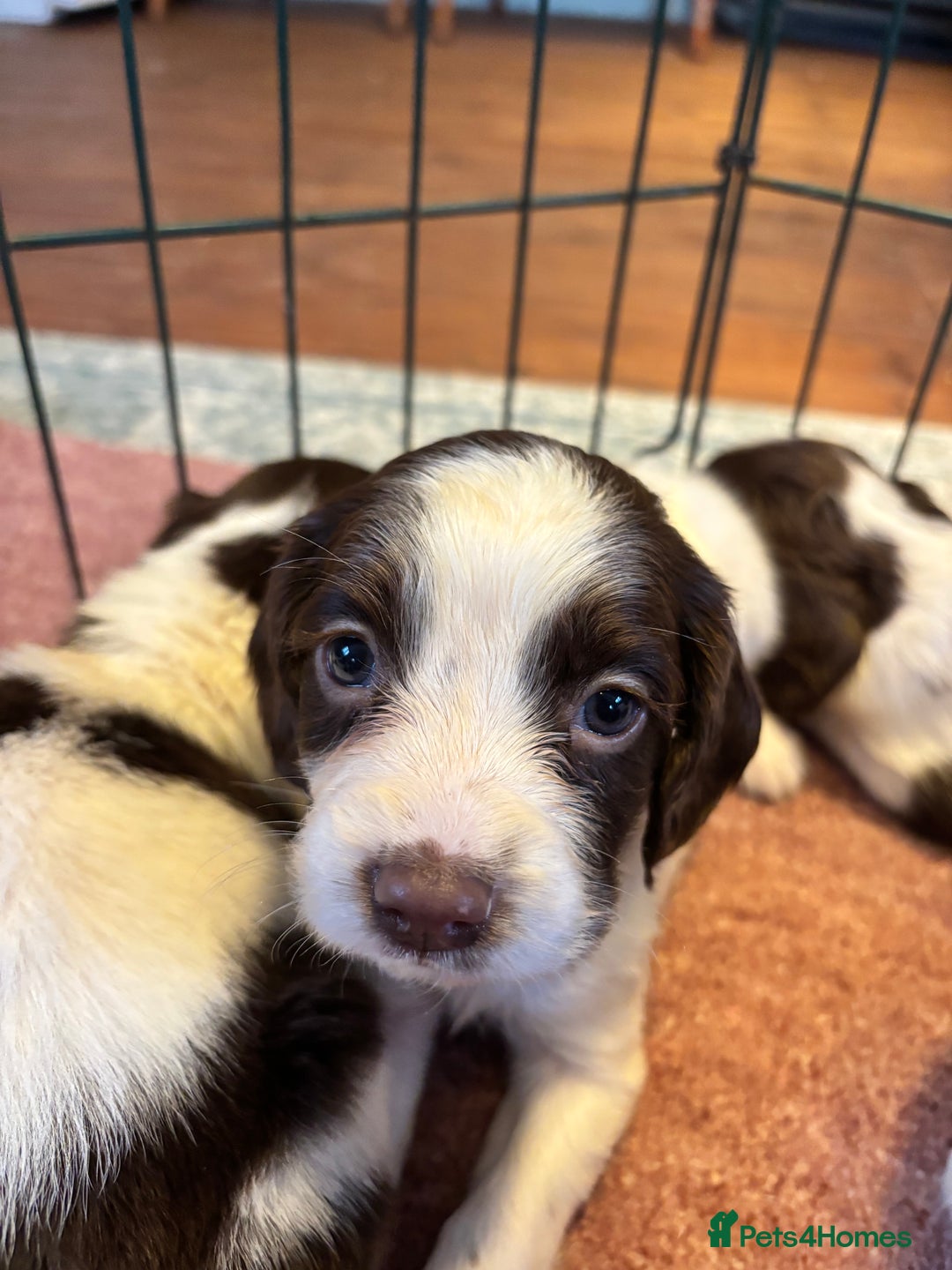 English Springer Spaniel dogs for sale: Beautiful Springer spaniel puppies  - Image 8
