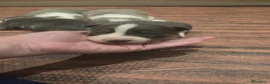 Border Collie 4