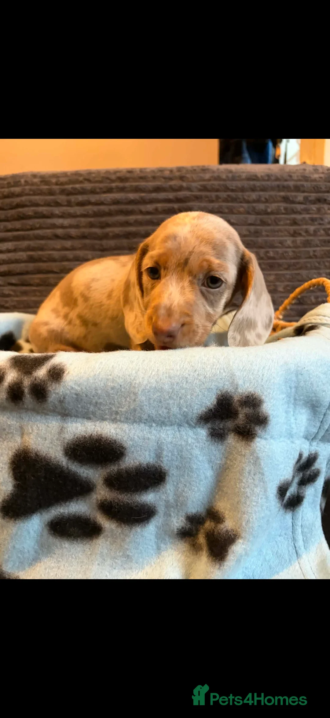 Miniature Dachshund dogs for sale: KC registered Miniature Dachshund puppies  - Advert 2