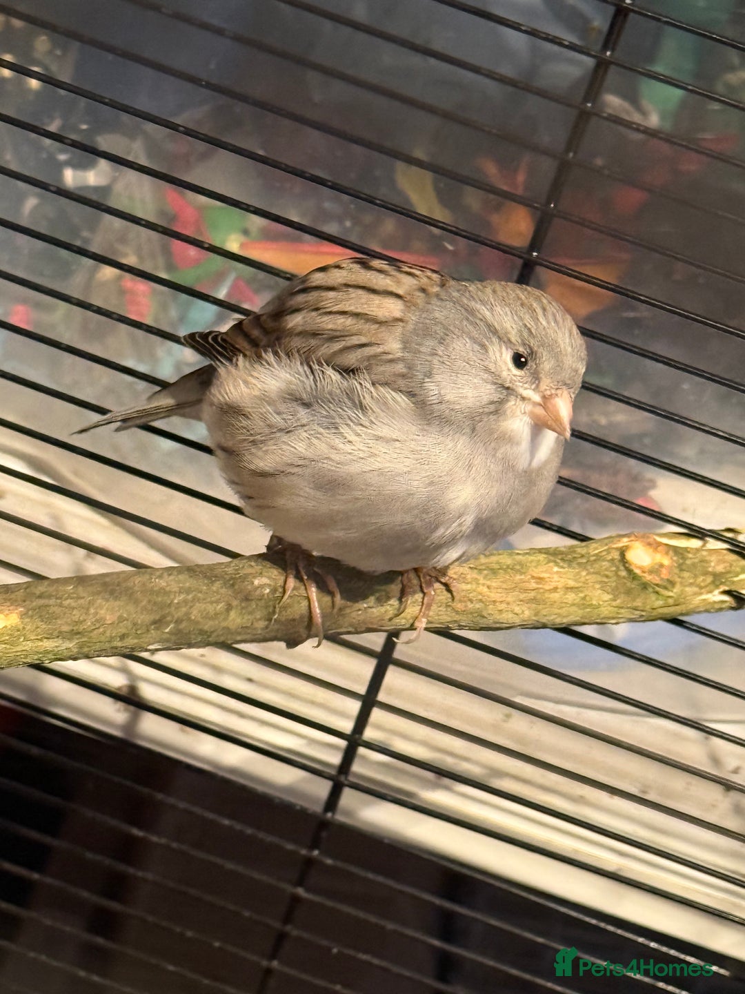 Canaries birds for sale: Male & female cannery for sale  - Image 7