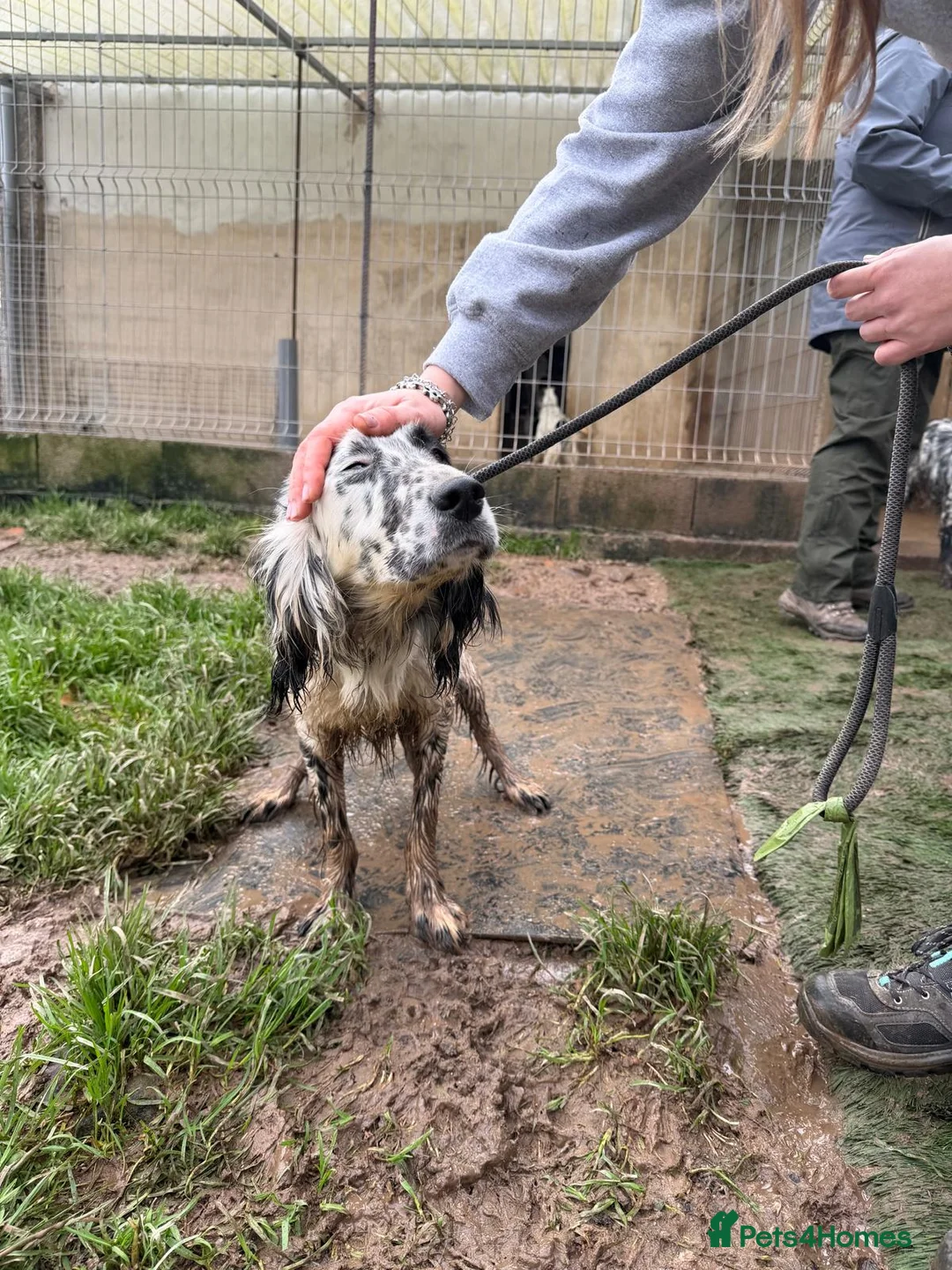 English Setter dogs for adoption: Dama  - Advert 10