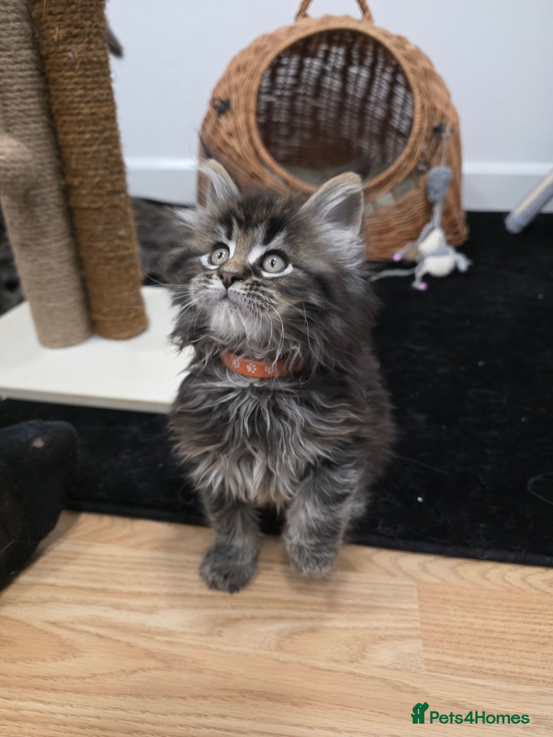 Maine Coon cats for sale: Maine Coon Kittens - Advert 7