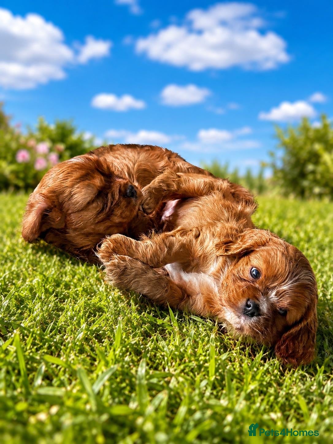 Cavalier King Charles Spaniel dogs Beautiful KC Registered Litter - Advert 2