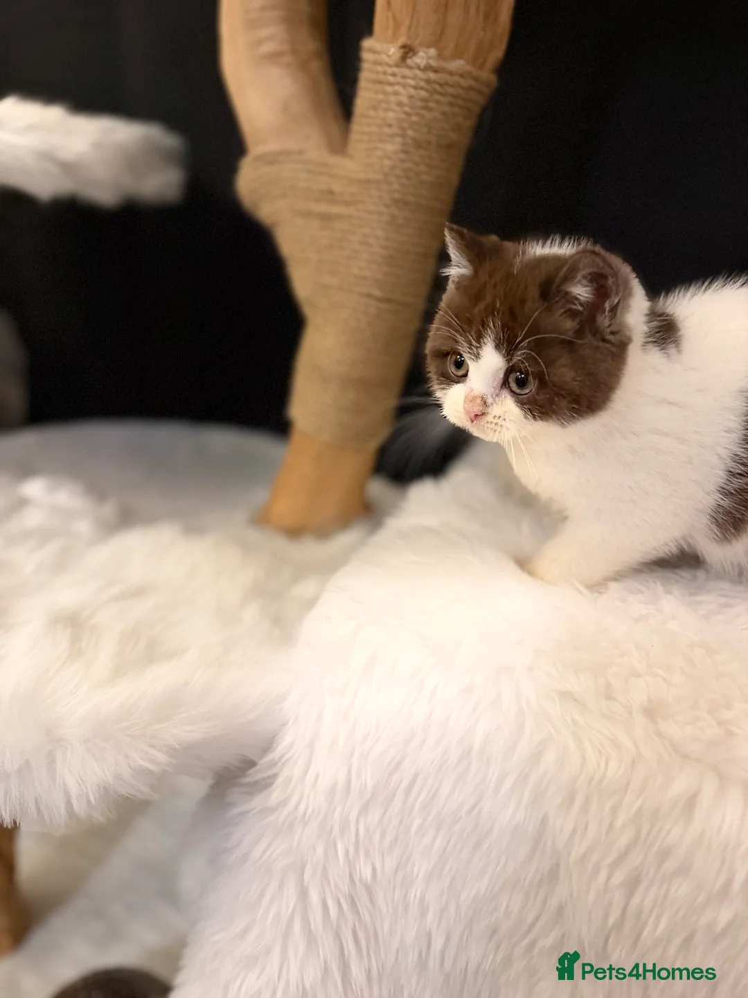 British Shorthair cats for sale: Full Pedigree Registered BSH - Advert 14