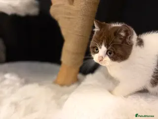 British Shorthair cats Full Pedigree Registered BSH - Advert 4