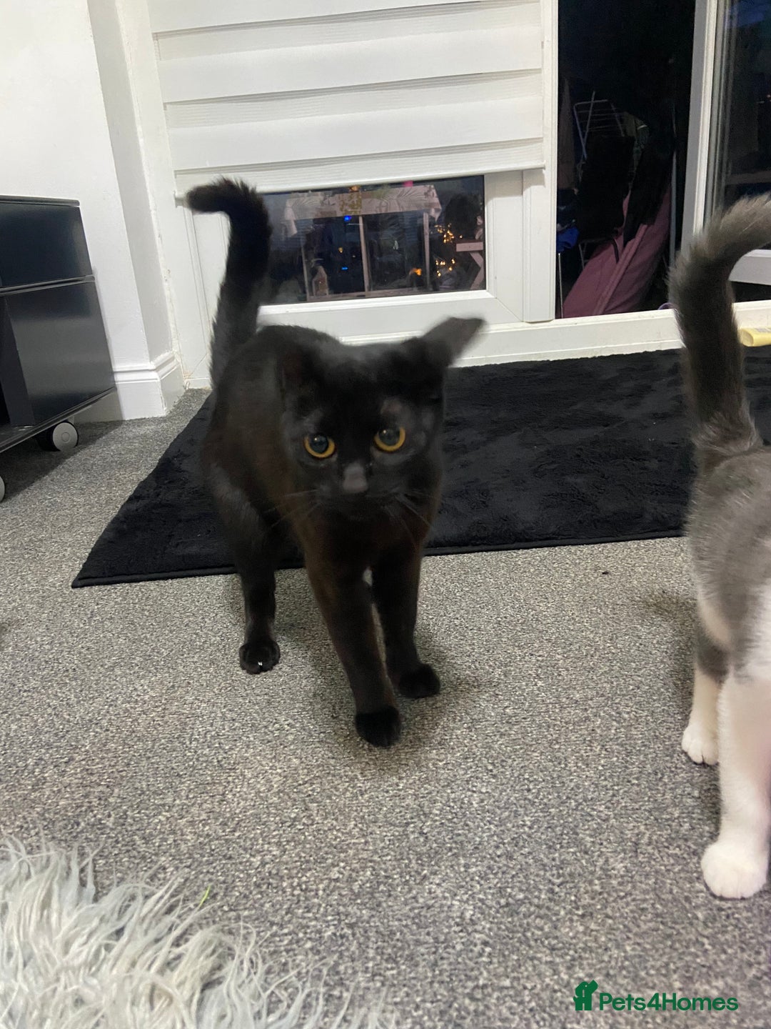 Mixed Breed cats for sale: Kitten - Image 2