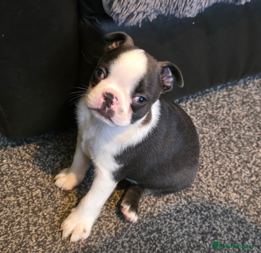 Boston Terrier dogs for sale: Stunning Rare Blue Boy  - Advert 8