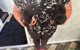 Patterjack dogs for sale: Patterjaks  - Image 1
