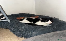 Sphynx cats for sale: Female Kitten Ready 2 Go  - Image 3