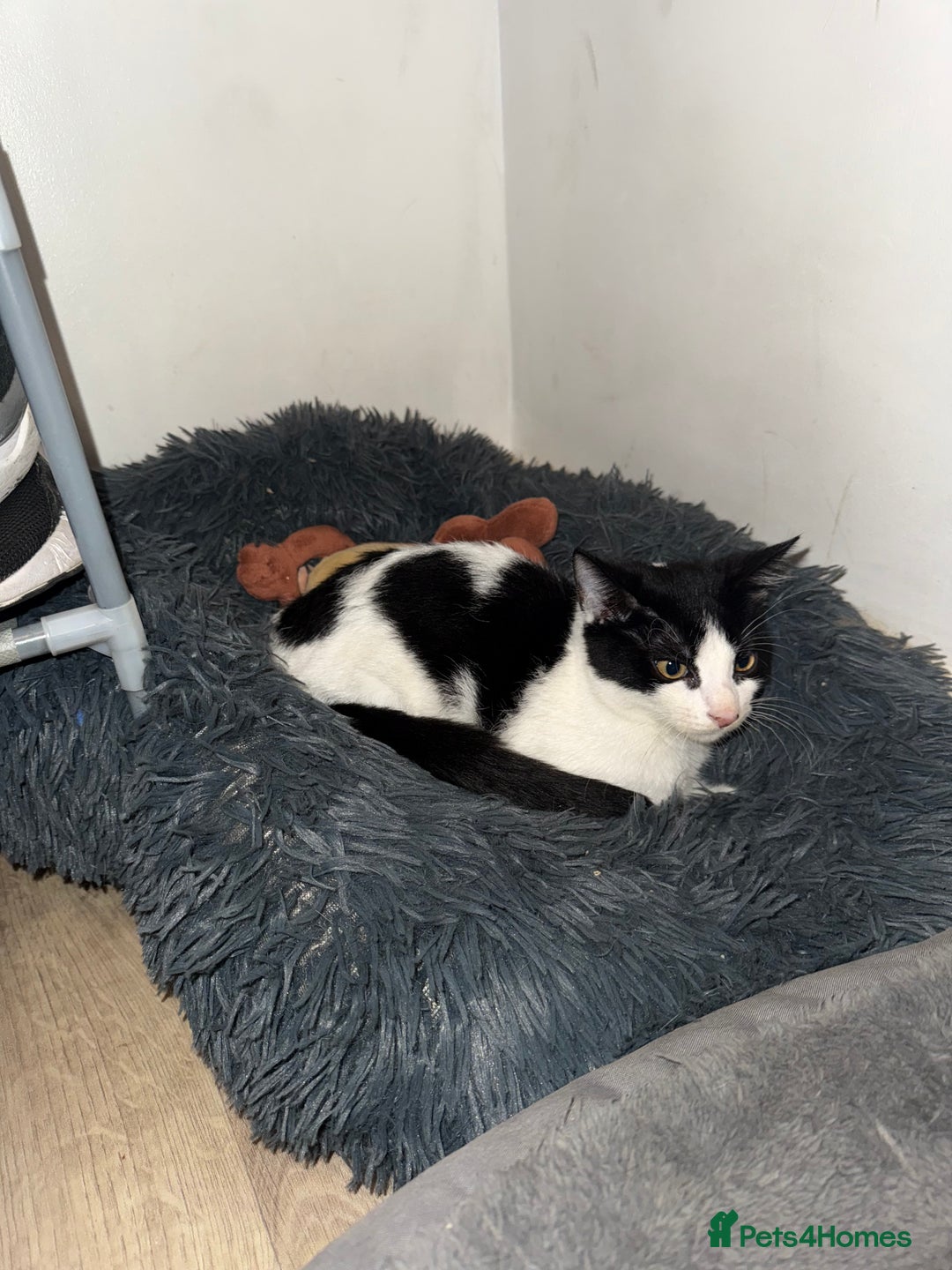 Sphynx cats for sale: Female Kitten Ready 2 Go  - Image 3