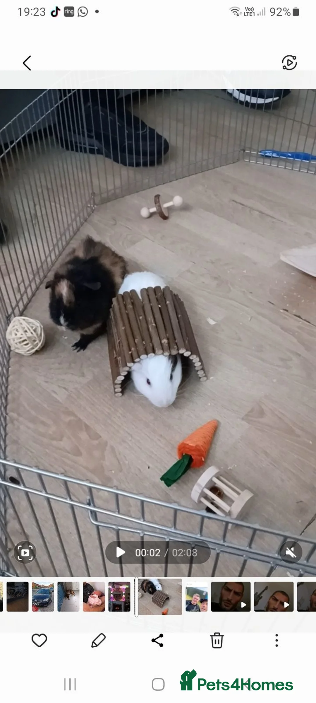 Guinea Pig rodents for sale: 2 male guinea pigs in Liverpool - Advert 2