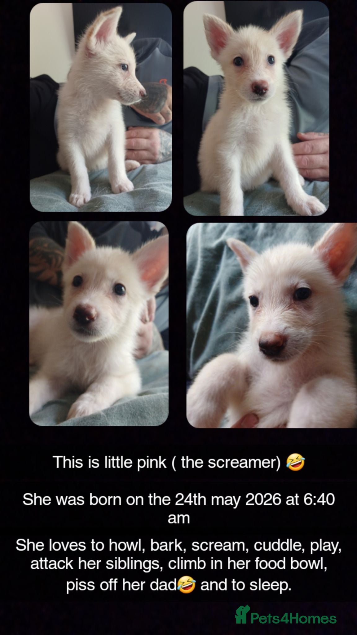 Shepsky dogs 3 shepsky pups - Advert 1