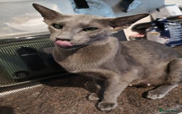 Oriental cats for sale: GCCF Reg. Oriental Blue - Image 2