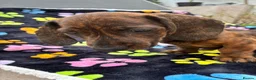 Dachshund dogs for sale: Dachshund Puppies ready for their forever homes - Advert 16